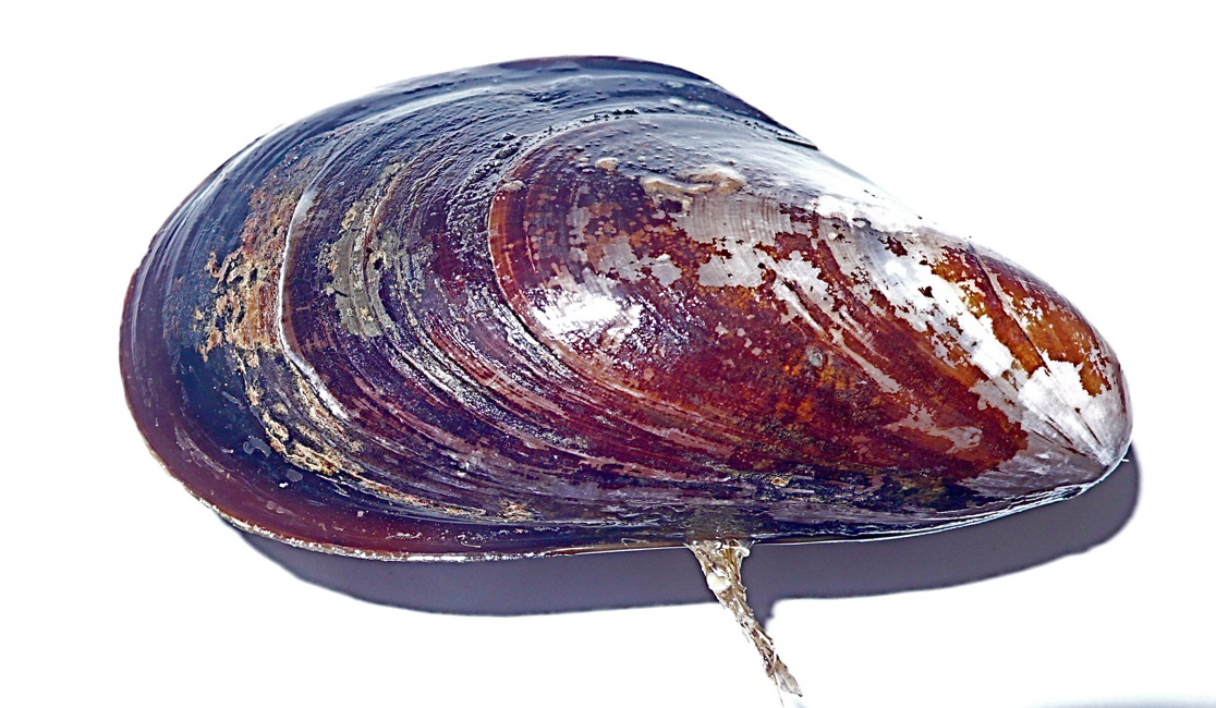 mussel1