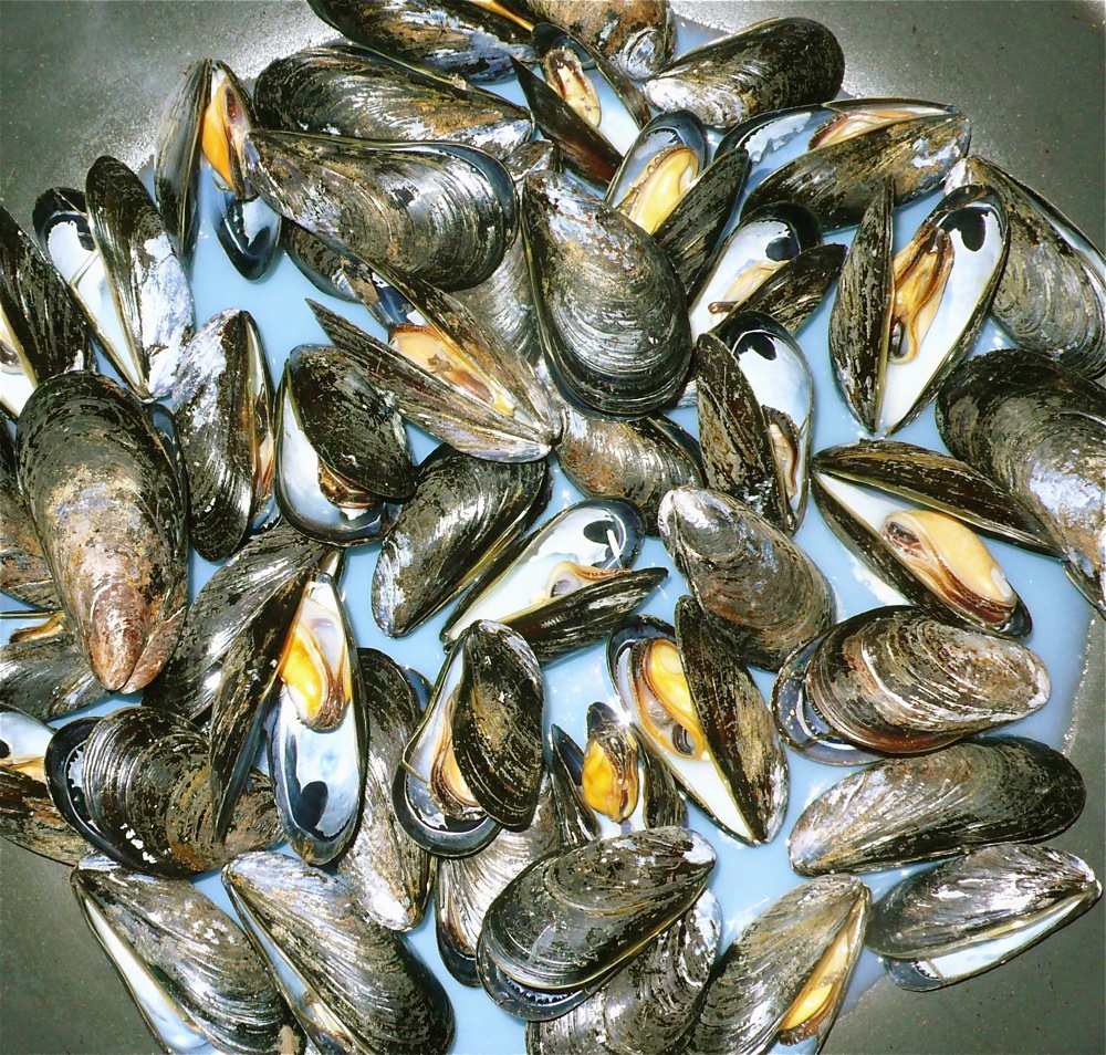 mussels5